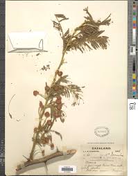 Image result for Acacia sieberiana