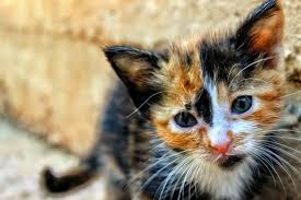 Exchange scents and introduce them gradually. How To Introduce A New Kitten To An Older Cat Pdxpetdesign Com