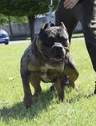 Puppies don't have full bladder control until about 12 weeks. As Xl Bullies Go This 11 Month Old Pup Irish Bully Camp Facebook