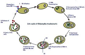 Image result for Chlamydia Trachomatis