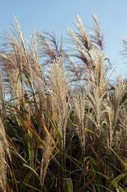 Miscanthus sinensis 'new hybrids' provide a multitude of miscanthus cultivars with varying heights, leaf widths and bloom times. Miscanthus Sinensis New Hybrids Green And Gorgeous Flowers