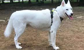 Maybe you would like to learn more about one of these? White Husky Do You Really Need White Siberian Husky