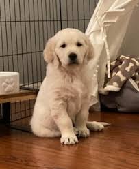 Cream golden retriever puppies for sale near me. Akc English Cream Golden Retriever Puppies For Sale Puppytickles Com