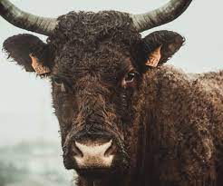 A Bull S Ability To Breed Cows Ratios Strategy And Timing