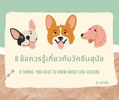 วัคซีนป้องกันมะเร็งปากมดลูกที่ใช้ในประเทศไทยมี 2 ชนิด ได้แก่ วัคซีนเอชพีวีชนิด 4 สายพันธุ์ ฉีดเข้ากล้าม 1 เข็มเดือนที่ 0, 2, 6. Gatoro 8 à¸‚ à¸­à¸„à¸§à¸£à¸£ à¹€à¸ à¸¢à¸§à¸ à¸šà¸§ à¸„à¸‹ à¸™à¸ª à¸™ à¸‚
