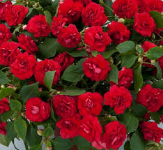 Image result for Impatiens briartii