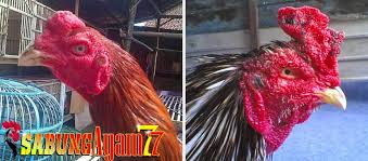 Ciri Kepala Ayam Bangkok Khualitas Juara Di Arena Sabung Ayam Sabung Ayam Online Ayam Bangkok