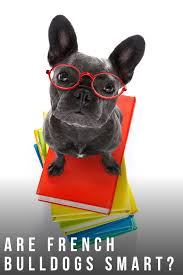 This is probably the most common question owners are curious to find out. Are French Bulldogs Smart Or Do They Lack Intelligence