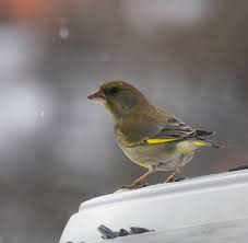 Птица с желтыми крыльями