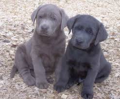 See more ideas about lab puppies, labrador, charcoal lab. Charcoal And Silver Labs Lab Puppies Charcoal Lab Puppies Puppies