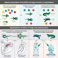 Image result for Blue 1996 AAV