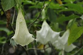 Yes, pousada burundanga offers free cancellation on select room rates, because flexibility matters! Hd Wallpaper Amapola Flor Burundanga Colombia Plant Flower Growth Wallpaper Flare