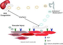 Matschiner}, journal={biochemistry}, year={1972}, volume={11 10}, pages={. Vitamin K Dependent Proteins Warfarin And Vascular Calcification American Society Of Nephrology