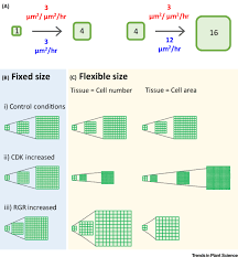 We did not find results for: Double Or Nothing Cell Division And Cell Size Control Trends In Plant Science