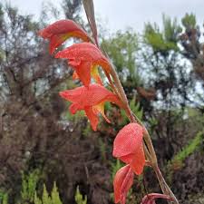 Image result for Glossostelma spathulatum