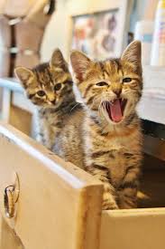 1 hats 2 dancing 3 jackets 4 food 5 books 6. 125 Cats In Drawers Ideas Cats Cute Cats Cats And Kittens