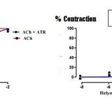 Image result for Helichrysum mechowianum