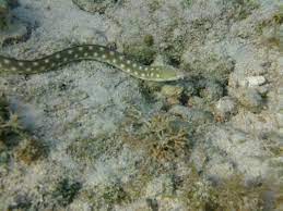 Hello Mr Spotted Eel Roatan Honduras