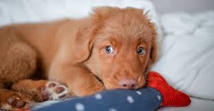 Image result for nova scotia duck tolling retrívr