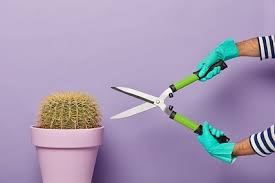 Has been there almost 3 weeks. How To Remove Cactus Needles Embedded In Skin The Painless Way Succulent Alley