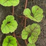 Image result for Merremia emarginata