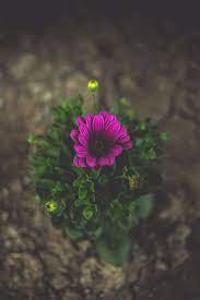 Destop yang full hd terkeren dan. Bunga Wallpapers Top Free Bunga Backgrounds Wallpaperaccess