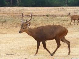 This deer was recognized as its own species in 1983. Deer Day Friday Visayan Spotted Deer Rusa Alfredi Found In Forests Of Negros And Panay In The West Visayas Region This Species Is Usually Active At Night When They Emerge From The