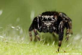 Image result for Scleria arcuata