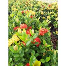 Image result for Ixora praetermissa
