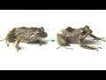 Image result for Pristimantis mutabilis