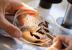 Forensic Entomology