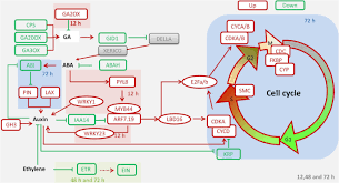 We did not find results for: Mepiquat Chloride Promotes Cotton Lateral Root Formation By Modulating Plant Hormone Homeostasis Bmc Plant Biology Full Text