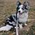 Black Long Haired Corgi