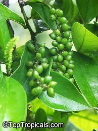 Image result for Antidesma