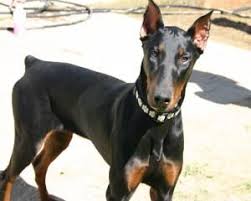 Learn more about shelby today. Adopt China On Petfinder Doberman Pinscher Dog Animals Doberman Pinscher