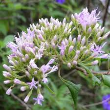 Image result for Vernonia praecox