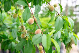 We did not find results for: Flordaking Peach Tree For Sale Buy Peach Trees Online Perfect Plants
