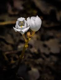 Image result for Didymoplexis