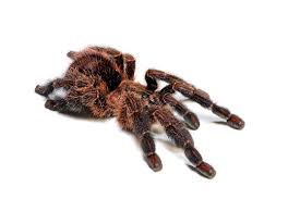 Odblokuj dostęp do 9489 filmów i seriali premium od oficjalnych dystrybutorów! Baumvogelspinne Ybyrapora Diversipes Tarantula Stock Photo Adobe Stock