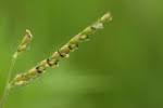 Image result for Urochloa xantholeuca
