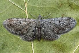 Image result for Eupithecia lanceata