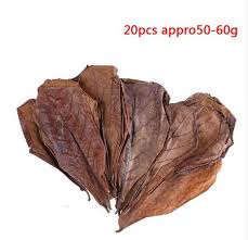Indian Almond Leaf For Betta Unlock 5 Health Benefits 2019