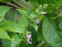 Image result for Hypoestes forskaolii