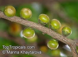 Image result for Diospyros mafiensis