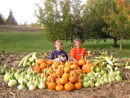 Not only are they edible, they are also good for health. Huge Snake Gourds
