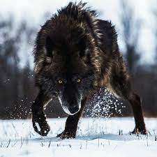 남북한 정부가 통일준비 5개년 계획을 선포한 후, 강대국의 경제 제재가 이어지고, 민생이 악화되는 등 지옥 같은 시간이 이어지고 있는 혼돈의 2029년. Pin By Gianna Hogen On Woulf Animals Beautiful Wolf Photos Timber Wolf