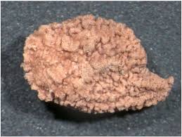 Image result for Isoglossa milanjiensis