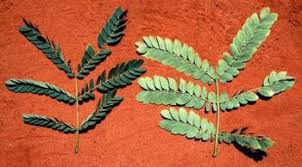 Image result for Albizia tanganyicensis