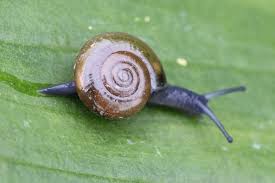 Image result for Oxyrhachis gracillima