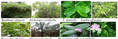 Image result for Melastomastrum capitatum
